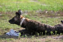Wilde Honden en Hyena's in het Liuwa Plain