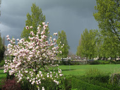 The famous magnolia in the garden