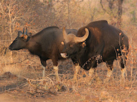 Kanha National Park - 2011