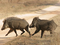 Pench Tiger Reserve - 2011